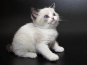 Колор-пойнт британский котенок  